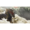 Ghost of Tsushima (PS4)