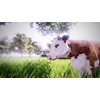 Real Farm